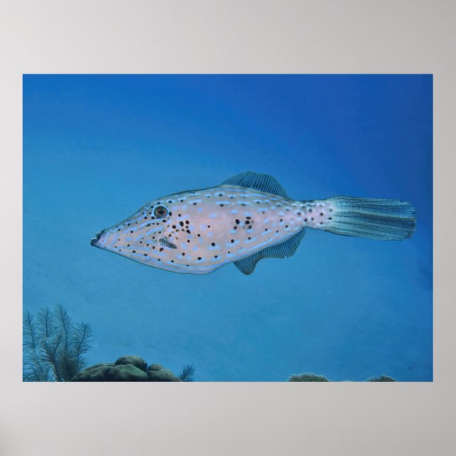 Póster Filefish (Frente)