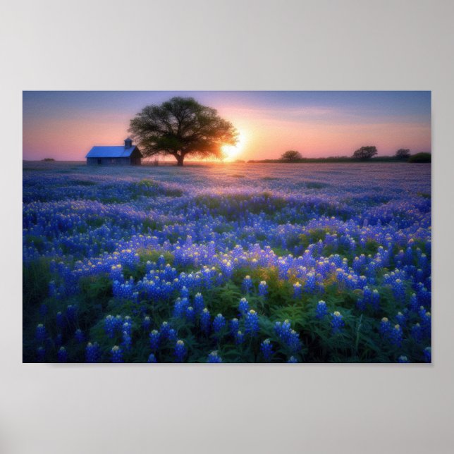 Póster Filete de Bluebonnets al atardecer con granero y á (Frente)