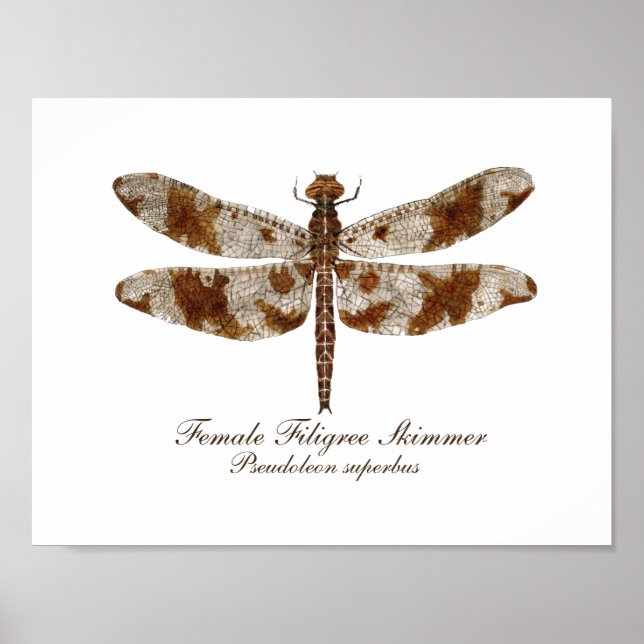 Póster Filigree Skimmer daronfly (Frente)