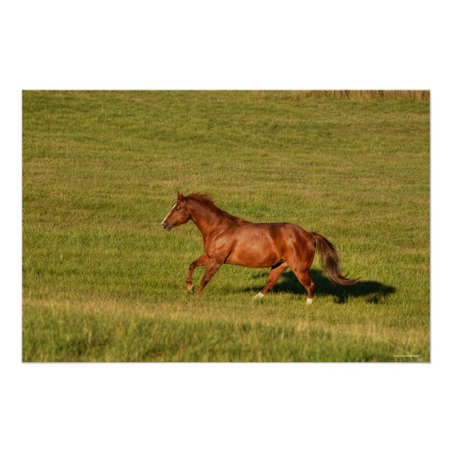 Póster Filtración de la imagen del equino de sorrel y ran (Anverso)