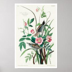 Póster Finca costera por Audubon Poster