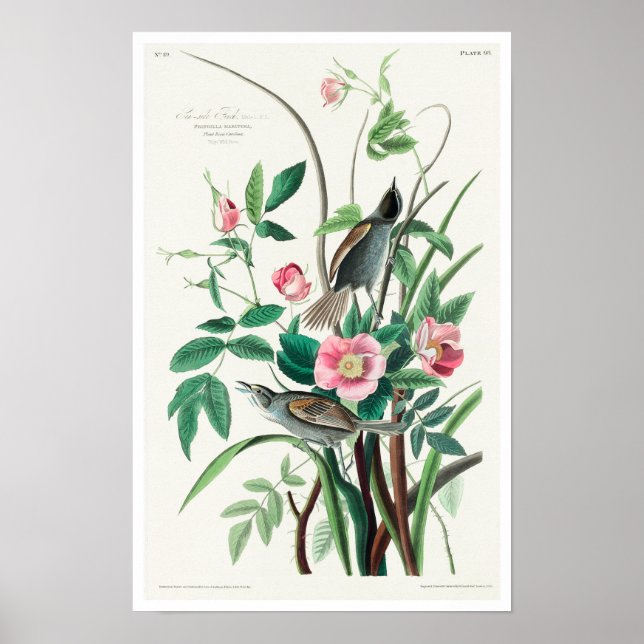 Póster Finca costera por Audubon Poster (Frente)