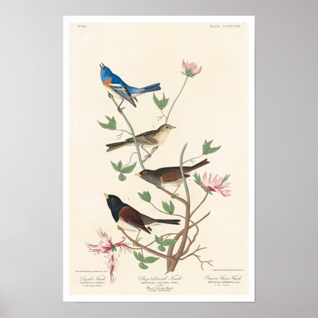 Póster Finca de Audubon Poster (Frente)