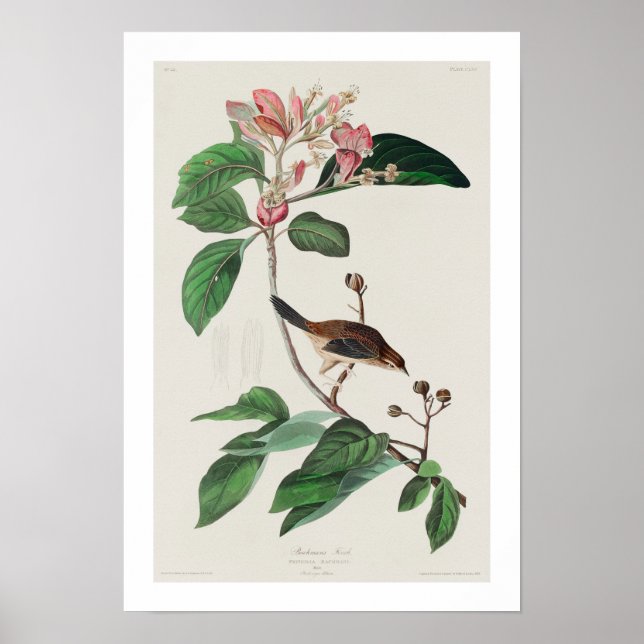 Póster Finca de Bachman por Audubon Poster (Frente)