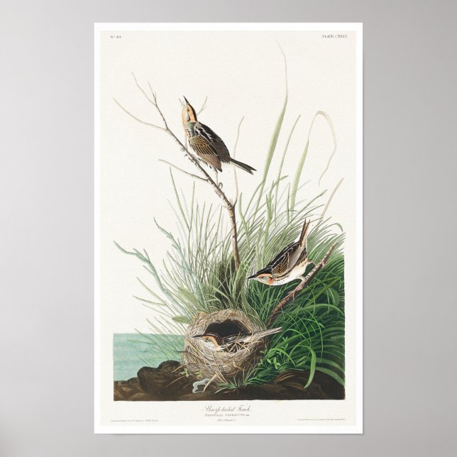 Póster Finca de cola aguda de Audubon Poster (Frente)