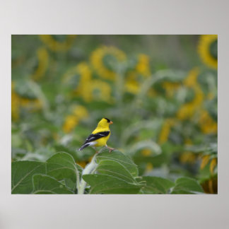 Póster Finca dorada en poster fotográfico de campo de gir