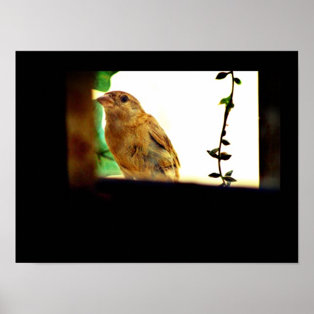 Póster Finch Beauty (Frente)