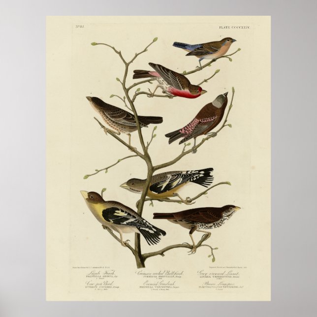 Póster Finch, Bunting, Grosbeak, Audubon Birds of America (Frente)