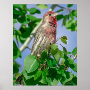 Póster Finch de la Casa de la Cabeza Roja