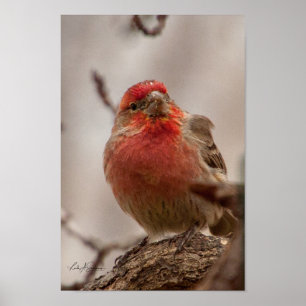 Póster Finch de la Casa de la Cabeza Roja