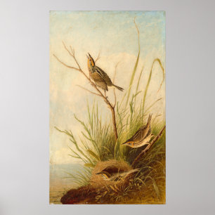 Póster Finch De Paliza, Poster Bella Artes Joseph B. Kidd