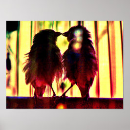 Póster Finch Love