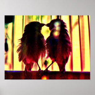Póster Finch Love