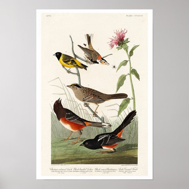 Póster Finch, Siskin, Bunting by Audubon (Frente)