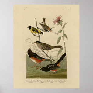 Póster Finch, Towhee, Sparrow, los pájaros de América de 