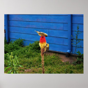 Póster Finches Feeds