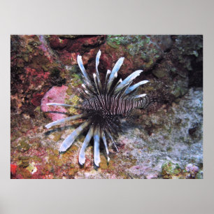 Póster Fines de salida prohibidas