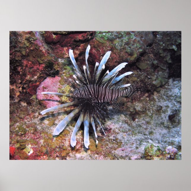 Póster Fines de salida prohibidas (Frente)