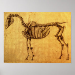 Póster Finished Study for the First Skeletal Table