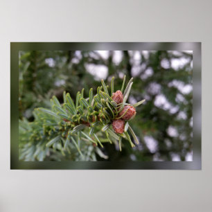 Póster Fir sprig