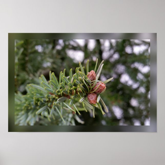 Póster Fir sprig (Frente)