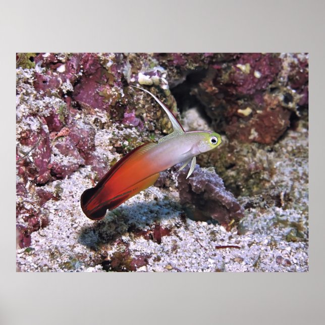 Póster Fire Dart Goby (Frente)