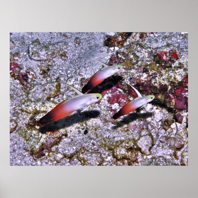 Póster Fire Goby Trio (Frente)