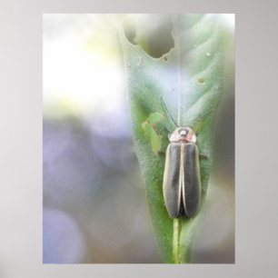 Póster Firefly - Photuris Pyralis