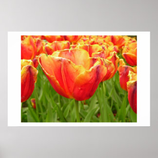 Póster Firelight Tulip print