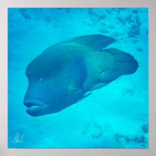 Póster Firmado Gran Barrera de Coral Napoleón Wrasse Fish