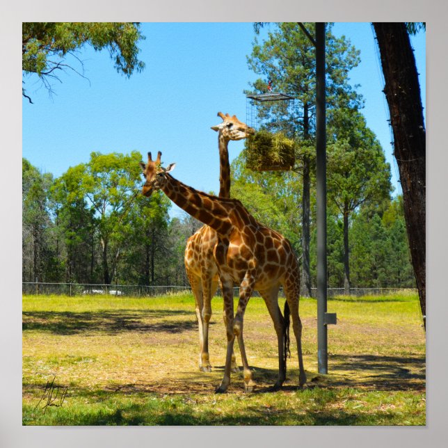 Póster Firmado Taronga Western Plains Zoo Dubbo - Giraffe (Frente)