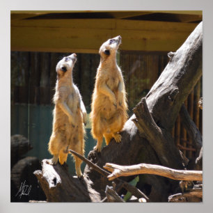 Póster Firmado Taronga Western Plains Zoo Dubbo - Meerkat