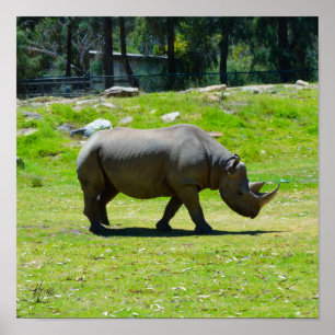 Póster Firmado Taronga Western Plains Zoo Dubbo - Rhino