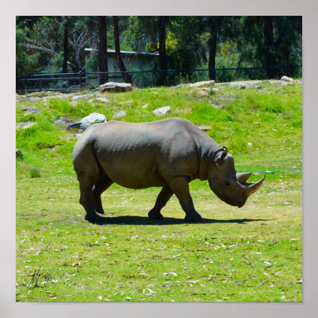 Póster Firmado Taronga Western Plains Zoo Dubbo - Rhino (Frente)