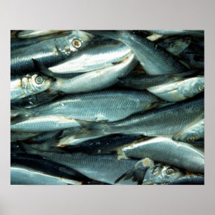 Póster Fish