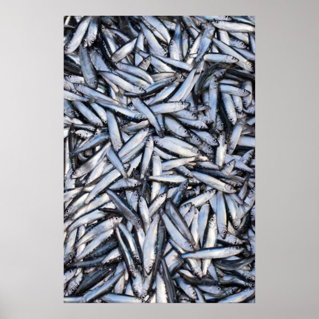 Póster Fish catch (Frente)