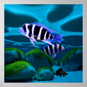 Póster Fish Cichlid Plecostomus Aquarium