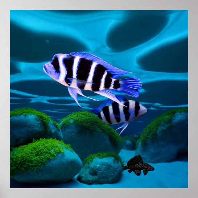 Póster Fish Cichlid Plecostomus Aquarium (Frente)