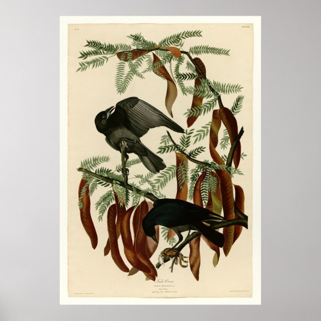 Póster Fish Crow (Frente)