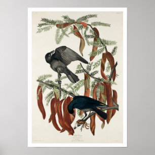Póster Fish Crow por Audubon Poster