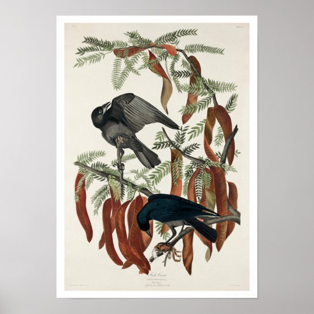 Póster Fish Crow por Audubon Poster (Frente)