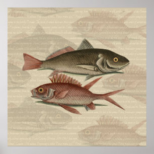 Póster Fish Red Perch Fisher Art