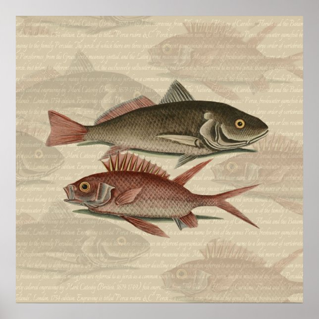 Póster Fish Red Perch Fisher Art (Frente)