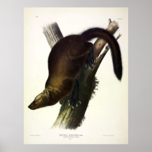 Póster Fisher (Marten de Pennant o Pescador de Gatos) de 
