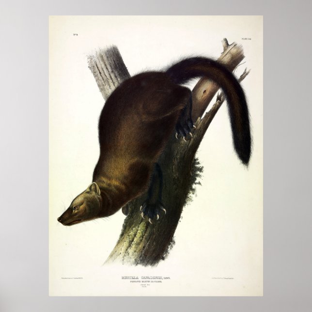Póster Fisher (Marten de Pennant o Pescador de Gatos) de  (Frente)