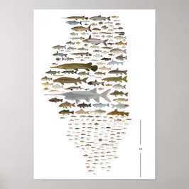 Póster Fishes of Illinois Poster