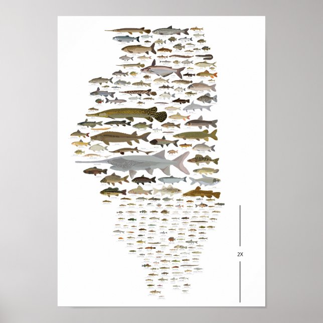 Póster Fishes of Illinois Poster (Frente)