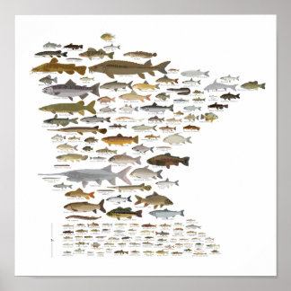 Póster Fishes of Minnesota