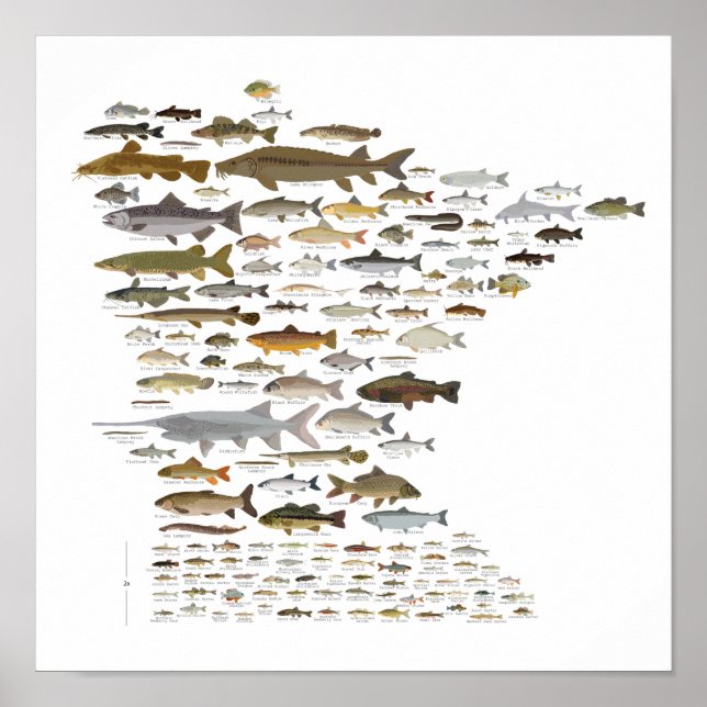 Póster Fishes of Minnesota (Frente)