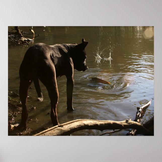 Póster Fishin' Pit Bull Poster (Frente)